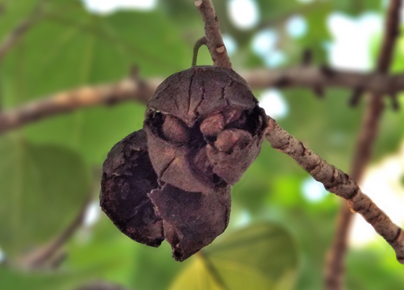 Thespesia populnea eFlora of India